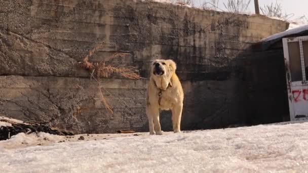 犬を吠える 怒った犬が猛烈に警備する 村の雪に囲まれたトルコのカンガルの女性の犬 ウォッチドッグは寒い冬に家を守っている 犬は家や家畜を守るために使用されます — ストック動画