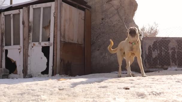 Barking Dog Angry Dog Fiercely Guards Turkish Kangal Male Dog — Stock Video