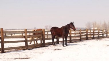 Hanover atı ve Haflinger atı. Atlar güneşli bir kış gününde serbest dolaşmak için dışarıdadır. Çitlerle kaplı kar tarlasında atlar. Çiftlik hayvanları ve kar.