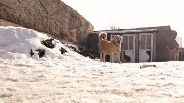 Köpek gözetleme güvercinleri önünde canlarını yakmadan dolaşıyordu. Karda yiyecek arayan kuşlar, köydeki 2 Türk kangal köpeğinin yanında kendilerini güvende hissediyorlar. Bekçi köpeği bekçisi, kış