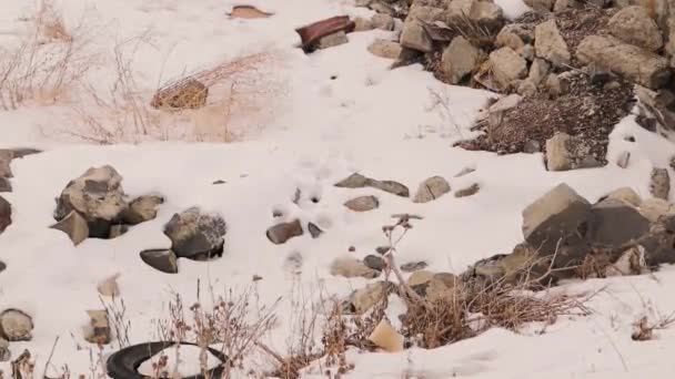 Saka Kuşu Kışın Karın Içinde Yiyecek Dikenli Bitkilerin Tohumları Arar — Stok video