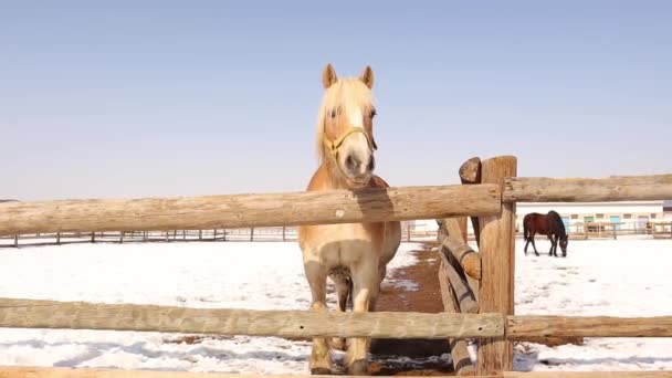 Haflinger Horse Hanoverian Horse Horses Outdoors Sunny Winter Day Able — Stock Video