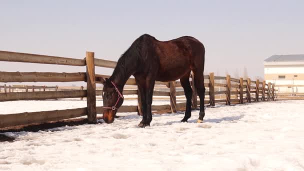 ハノーファーの馬は 晴れた冬の日に屋外で自由に移動することができます フェンスに囲まれた畑の馬 農場の動物だ 動物が好き 可愛いペットペット — ストック動画