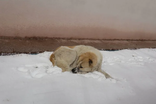雪の上で寝ているホームレスの犬 冬には市内で犬を野良犬 動物対寒い天気 犬が好き 都市部の野生動物 野生自然 雪がはるかに暖かいので 犬は床に横にならないようにします — ストック写真