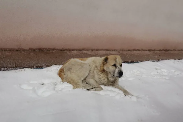 Cão Sem Abrigo Deitado Neve Cão Rasteiro Cidade Inverno Animais — Fotografia de Stock