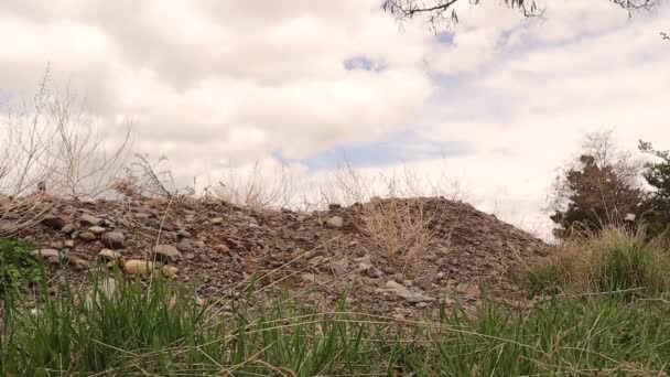 Uomo Che Sport Bicicletta Nel Bosco Esercizio Durante Primavera Godersi — Video Stock