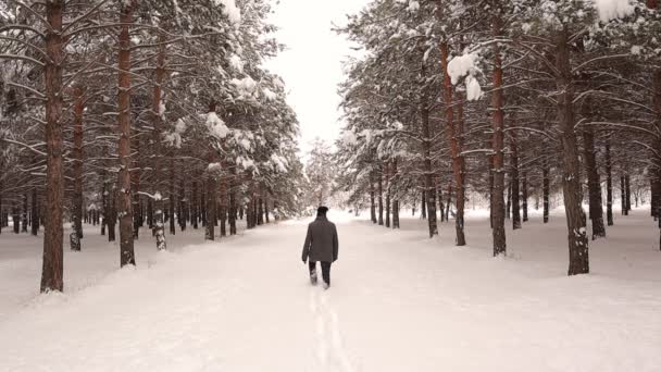 男は冬に森の中を一人で歩く 大人の人は自由を求めて寒い気候の中で単独で冒険に飛び込みます 素晴らしい森は雪と枝で人間を抱擁します — ストック動画