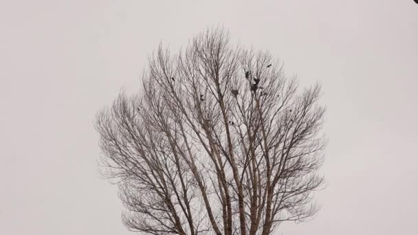 冬の雪の間 裸の木の上にカラス カラスは日没時に木に戻り 彼らは眠り 空の巣に戻るために使用されます これらの鳥は ルークと呼ばれています カラスの鳥 — ストック動画