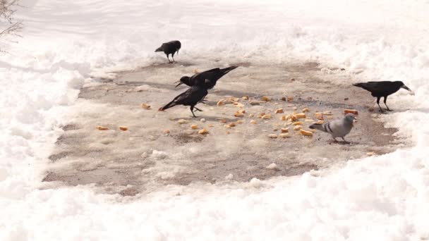 カラス ルーク 西部のジャックドウ は雀とピジョンでパンを食べています 一部の良い人々は冬を生き残るために鳥や野良動物のための残り物を置きます 鳥の歌 都会の野生動物 — ストック動画