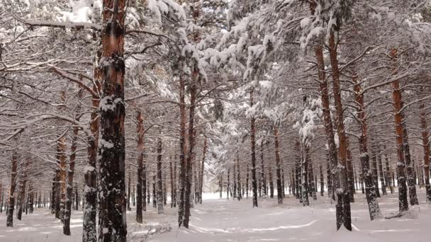 Прекрасний Зимовий Пейзаж Засніженими Деревами Соснами Сніг Падає Дерев Ліс — стокове відео