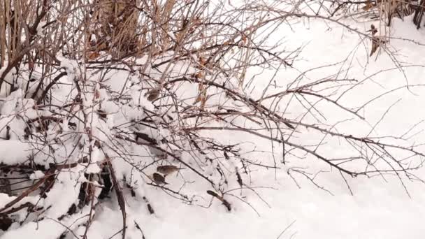 裏庭の雪の中で茂みの下で食べ物を探している家の雀 冬の終わりに野生の鳥が仲間を連れてくるためにチャープします 小鳥よ鳥よ 動物が好き 野生動物や野生動物 — ストック動画