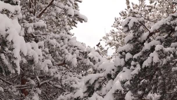 雪に覆われた木々の上をカラスが飛ぶ 雪の木から 松の木の下落 トルコのエルズルム市の森 自然の音と美しい冬の風景 野生動物野生自然 — ストック動画