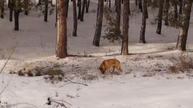 Sokak köpeği kış aylarında ormanda yalnız başına yiyecek arıyor. Evsiz köpek etrafta dolaşırken işiyor, kar yağıyor. Evsiz hayvanlar, hayvanlar, köpekler, hayvanlar, evcil hayvanlar. Buz, donmuş. Vahşi doğa, vahşi yaşam