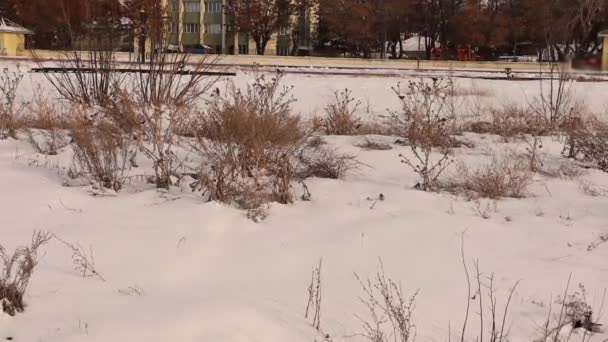 Goldfinch Hledá Potravu Semena Pichlavých Rostlin Zimě Mezi Sněhem Města — Stock video