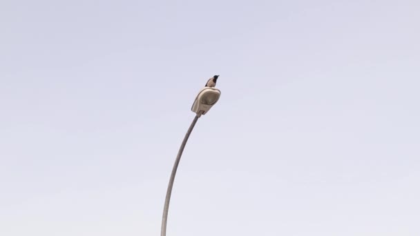 头戴头巾的乌鸦鸣叫着标记它的领土 并威胁任何侵略者 灯柱上的灰乌鸦公园里的黑乌鸦 城市里的鸟儿聪明的小鸟聪明的动物 — 图库视频影像