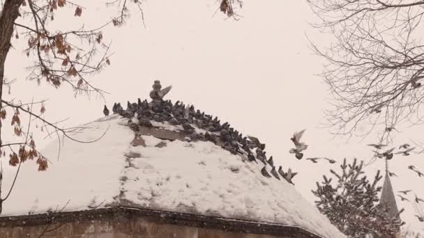 Davy Holubů Létají Aby Stály Kopuli Poblíž Mešity Během Sněhové — Stock video