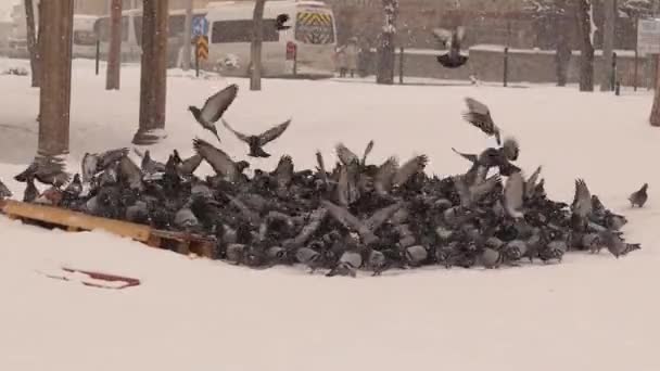普通的鸽子在暴风雪中吃面包 一些好人在这个环岛上撒些谷物来帮助鸟儿度过冬天 城里的野生动物 城市野生动物 — 图库视频影像