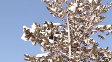 Karga (Kale) bölgesini işaretlemek ve saldırganları tehdit etmek için ötüyor. Karla kaplı ağaçtaki siyah karga. Parktaki kargalar. Şehirdeki kuşlar. Akıllı kuş. Akıllı hayvanlar, hayvanlar.
