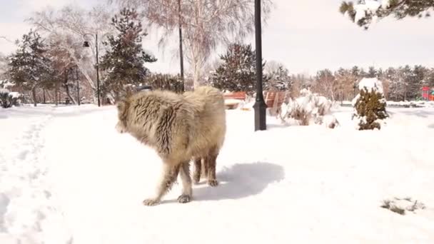 Grote Zwerfhond Wandelend Het Park Koude Winterdagen Witte Dakloze Hond — Stockvideo