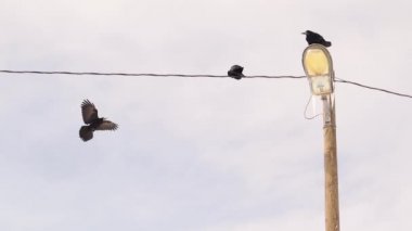 Kargalar (Kale) tipi gecesinden sonra toplanırlar. Lamba direğinde buz barajlarını görebilirsin. Siyah karga uçar ve oturur. Parktaki kargalar. Şehirdeki kuşlar. Akıllı kuş. Akıllı hayvanlar, hayvanlar.