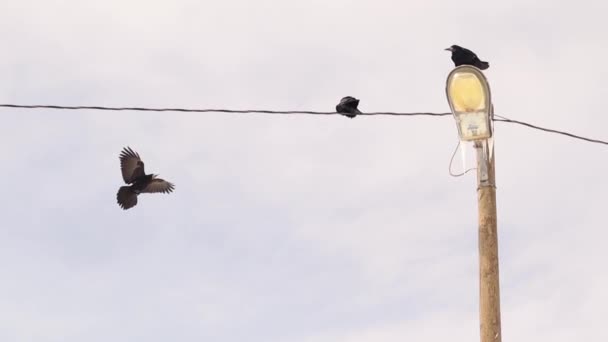 Cuervos Torre Reúnen Después Una Noche Ventisca Pueden Ver Represas — Vídeos de Stock