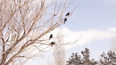 Kargalar (Kale) tipi gecesinden sonra toplanırlar. Kara karga uçar ve ağaca oturur. Parktaki kargalar. Şehirdeki kuşlar. Akıllı kuş. Akıllı hayvanlar, hayvanlar.