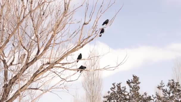 Crows Rook Gather Blizzard Night Black Crow Fly Sit Tree — Stock Video