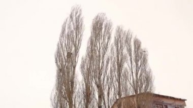 Kuvvetli rüzgarlar, kışın sert kavak ağaçlarını (Populus nigra) sallar. Arka planda, kuşlar bu havada zar zor uçabiliyor. Bu rüzgarlar genellikle ilkbaharda oluşur. Güzel doğal sahne. Soğuk