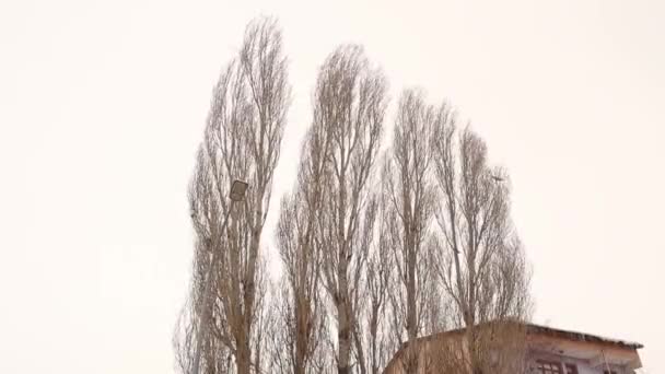 Angin Kencang Mengguncang Pohon Poplar Populus Nigra Keras Musim Dingin — Stok Video