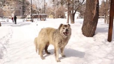 Korkmuş köpek, bana zarar vermek istemiyor, sadece ona yaklaşmamamı istiyor. Korkutucu bir havlama ama sadece bir uyarı, öfkeli sokak köpeği. Karla kaplı şehirde beyaz evsiz bir köpek. Şehir Vahşi Hayatı. Aşk köpekleri