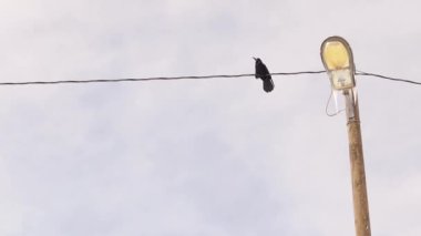 Erkek karga (Kale) bir partneri cezbetmek için şarkı söylemeye çalışır (ötücü kuş olarak değil, ötücü kuş olarak) Kara karga kar fırtınası gecesinden sonra bir kablo üzerinde durur (yakında bahar gelecek) lamba direğindeki buz setleri. Kargalar, kuşlar, kuşlar