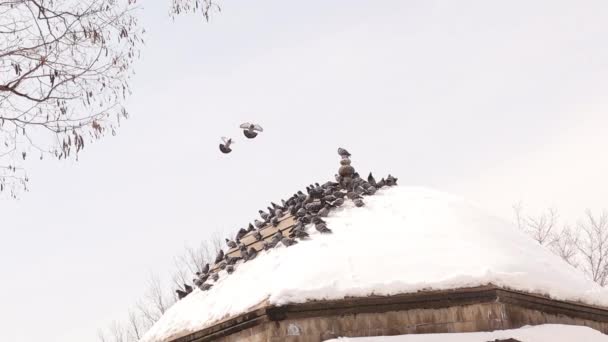 Tłumy Gołębi Latają Stanąć Kopule Pobliżu Meczetu Śnieg Pokrył Stary — Wideo stockowe