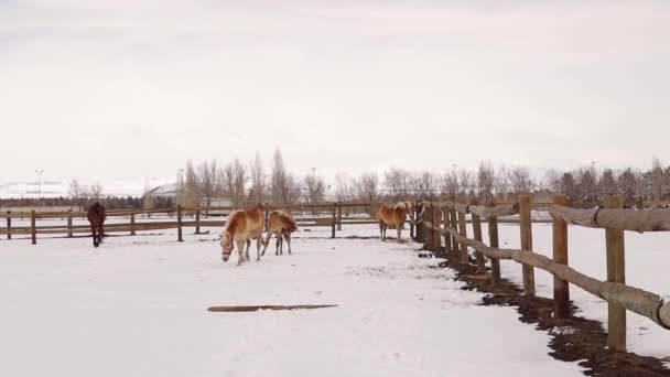 汉诺威马和哈夫林格马在冬天的日子里 马可以在户外自由活动 在覆盖着田野的雪地里骑马 农场动物和雪 爱护动物 可爱的宠物 — 图库视频影像