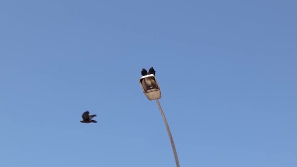 Par Cuervos Torre Tratando Calentarse Unos Otros Después Una Noche — Vídeos de Stock