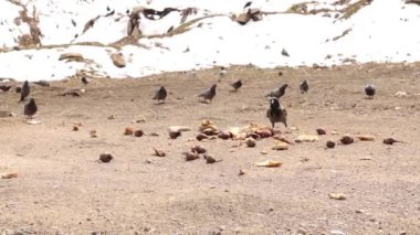 Dağlarda ekmek yiyen kuşlar (kukuletalı kargalar ve güvercinler). Bazı iyi insanlar kışı atlatmak için kuşlar, vahşi hayvanlar ve başıboş hayvanlar için yemek artıkları koyarlar. Şehir Vahşi Hayatı. Kar. Kuş, karga