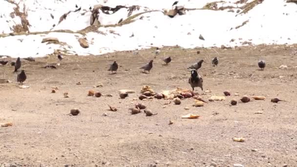 Pájaros Cuervos Encapuchados Palomas Comiendo Pan Las Montañas Algunas Buenas — Vídeos de Stock
