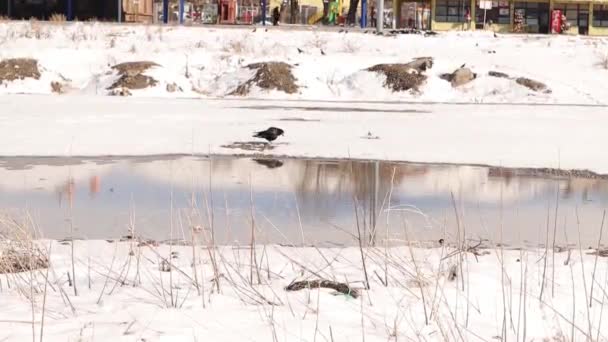湖のそばの雪の上にカラス ルーク が休んで仲間に合流する カラスは冬に食べ物を探します 鳥が集まる 黒い鳥の移動だ 都市部の野生動物 寒い天候 — ストック動画