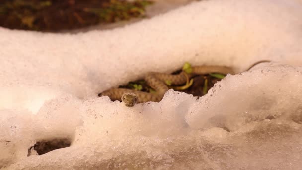 Snake Emerging Hibernation Early Spring Crawling Snow Sunny Day Water — Stock Video