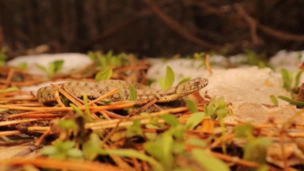 Serpente Emergindo Hibernação Início Primavera Rastejando Perto Neve Dia Ensolarado — Vídeo de Stock