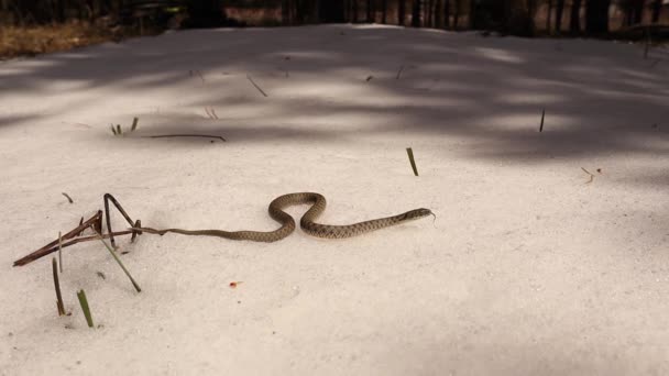 Serpent Émergeant Hibernation Début Printemps Rampant Dans Neige Par Une — Video