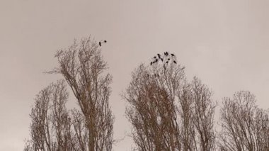 Ötücü kuşlar, kırsaldaki ağaçlarda (kavak ağacı) sığırcıklar. Sığırcıklar, ilkbaharın başında Türkiye 'nin Erzurum ilçesine gelen göçmen kuşlardır. Kuş, serçe