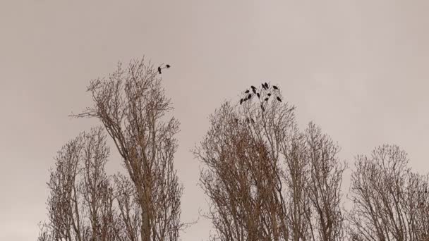 Songbirds Starlings Trees Poplar Tree Countryside Starlings Migratory Birds Beginning — Stock Video
