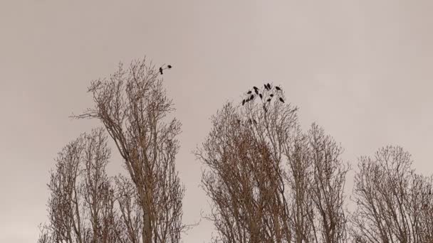 Uccelli Canterini Storni Sugli Alberi Pioppo Campagna Gli Storni Sono — Video Stock