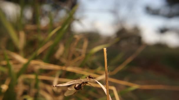 Ant Queen Ascending Top Dry Leaf Flying Closeup New Queen — Vídeo de stock