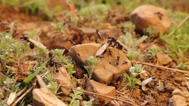 Kanatlı Karınca Kraliçelerinin Çıkışı Işçi Karıncalar Muhafızların Koruması Altında Uçma — Stok video
