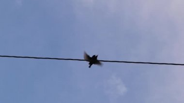 Sığırcıklar 124 'te çiftleşiyor, kuşları izliyorlar. Bu kuşlar hızlı seks ile karakterize edilir. İlkbaharın başında kuşların çiftleşme mevsimi vardır. Bir çift serçe, Starling, kuş. Şehir Yaban Hayatı, Vahşi Doğa