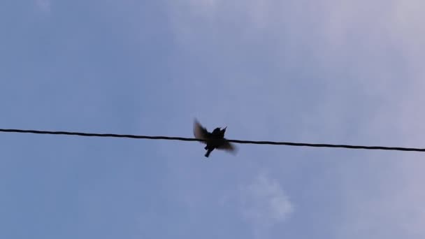 Starlings Mating Birdwatching Birds Characterized Fast Sex Beginning Spring Mating — Vídeo de Stock