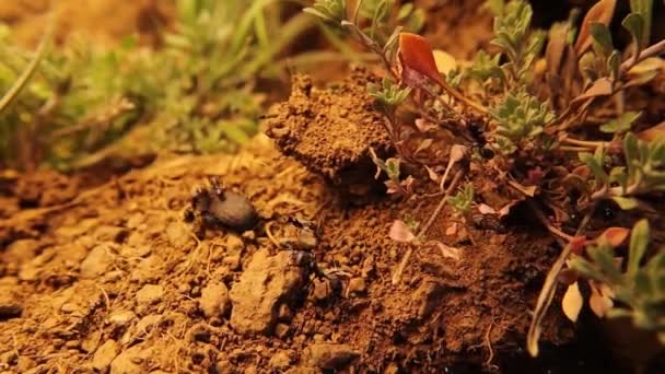 Sekoya Karıncaları Bok Böceğine Saldırır Sonunda Böcek Kaçabilir Avrupa Kırmızı — Stok video