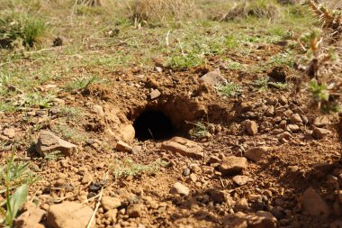 Anadolu sincabı (124); Türkiye 'nin Erzurum ilçesine park etmiş sincaplar. Şehir Vahşi Hayatı. Vahşi doğa, vahşi yaşam. Hayvanlar, hayvanlar.
