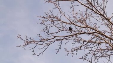 Starling bir çiftleşme partneri olan erkek serçeyi cezbetmek için ağaçta şarkı söylüyor. Kuş gözleme, ötücü kuşlar, kuş ötüşü. Şehir Yaban Hayatı, Vahşi Doğa. Serçeler, sığırcıklar, kuşlar. Ses doğa.